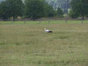 Zdjęcie wykonałem na łąkach niedaleko Racotu. Fot. Autor zdjęcia - Tomasz Mandel