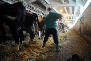 Spółdzielnia Produkcji Rolnej i Przetwórstwa „Nowa Droga” w Kurowie