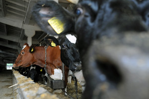 Spółdzielnia Produkcji Rolnej i Przetwórstwa „Nowa Droga” w Kurowie