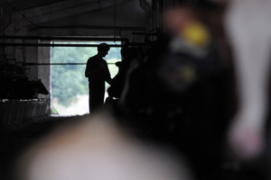 Spółdzielnia Produkcji Rolnej i Przetwórstwa „Nowa Droga” w Kurowie