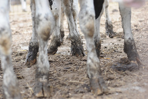 Spółdzielnia Produkcji Rolnej i Przetwórstwa „Nowa Droga” w Kurowie