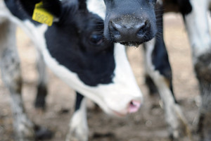 Spółdzielnia Produkcji Rolnej i Przetwórstwa „Nowa Droga” w Kurowie