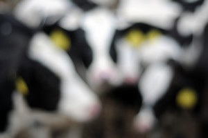 Spółdzielnia Produkcji Rolnej i Przetwórstwa „Nowa Droga” w Kurowie