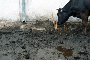 Spółdzielnia Produkcji Rolnej i Przetwórstwa „Nowa Droga” w Kurowie