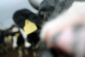 Spółdzielnia Produkcji Rolnej i Przetwórstwa „Nowa Droga” w Kurowie