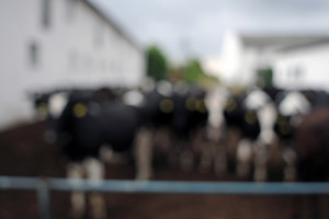 Spółdzielnia Produkcji Rolnej i Przetwórstwa „Nowa Droga” w Kurowie