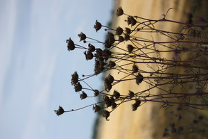 Droga z Jarogniewic do Mikoszek 