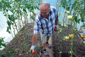 Kościan, ogródki działkowe ,,Słonecznik’’. Mieczysław Lewandowski zbiera pomidory wyhodowane przez siebie pomidory 
