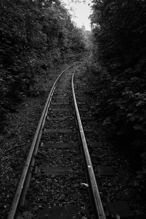 Śmigielska Kolejka Dojazdowa. Nieczynną latem linię kolejki wąskotorowej  opanowały zwierzęta