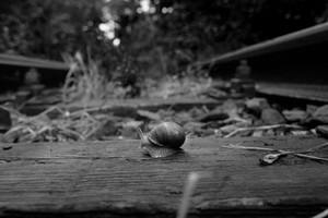 Śmigielska Kolejka Dojazdowa. Nieczynną latem linię kolejki wąskotorowej  opanowały zwierzęta