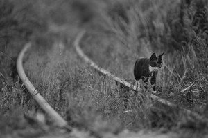 Śmigielska Kolejka Dojazdowa. Nieczynną latem linię kolejki wąskotorowej  opanowały zwierzęta