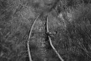 Śmigielska Kolejka Dojazdowa. Nieczynną latem linię kolejki wąskotorowej  opanowały zwierzęta