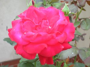 Zdjęcie wykonane zostało przez pana Henryka Pastoka, który sfotografował różę wyhodowaną przez jego sąsiadkę. Zdjęcie wykonane przed budynkiem mieszkalnym na terenie Domu Pomocy Społecznej w Jarogniewicach