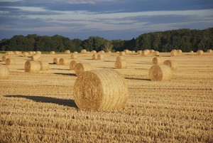 Autor: Krzysztof Ostrowski.   Pole po żniwach w okolicach Czerwonej Wsi gm.Krzywiń.