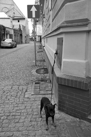 Fot. Hania Majchrzak.  Ul. Świętego Jana w Kościanie. 