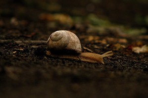 Autor -  Robert Greckel.  Ślimaczek pędzący w pośpiechu przez Skwer Krimpen.