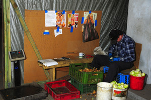 Mieszkańcy Srocka i okolic dorabiają obierając cebulę 