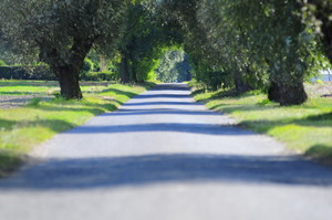 Okolice leśniczówki Turew 