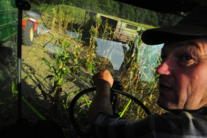 Henryk Sokół jest operatorem kombajnu do zbioru kukurydzy. Rozpoczął koszenie 40-hekatorwego pola. Będzie pracował do późnej nocy 