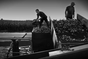 Nacław, gmina Kościan.