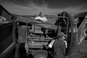 Nacław, gmina Kościan.