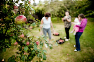 Kościan. ,,Jabłkobranie''  naszej córki Milenki w naszym ogrodzie. Fot. Hanna i Marek Majchrzak
