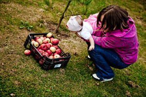 Kościan. ,,Jabłkobranie''  naszej córki Milenki w naszym ogrodzie. Fot. Hanna i Marek Majchrzak