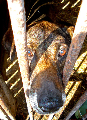 Fot. Joanna Borowiak (z Koła FOTO-WIDEO działającego przy Gimnazjum im. Jana Pawła II w Starych Oborzyskach) Mój przyjaciel Ari – Bonikowo.