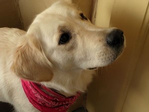 No otwórz te drzwi! Fot. Julia Tycner, zdjęcie wykonane w środę 09.09.09 przy Ul.Sienkiewicza 19 przed wyjściem z psem Pepsi na spacer.