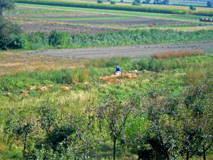 Fot. Joanna Borowiak (z Koła FOTO-WIDEO działającego przy Gimnazjum im. Jana Pawła II w Starych Oborzyskach) Rolnik podczas pracy przy zbieraniu ziemniaków – Bonikowo
