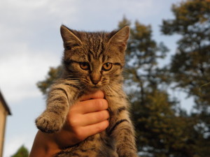 Mandarynka. Fot.Julia Tycner, 09.09.09 -na zdjęciu kotka o imieniu Mandarynka, Ul. Sienkiewicza 19.