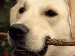 Mądre spojrzenie. Fot. Julia Tycner, 09.09.09 -na zdjęciu Pepsi podczas zabawy na ogrodzie przy Ul. Sienkiewicza 19.