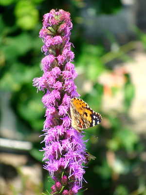 Fot. Magdalena Kowalska (z Koła FOTO-WIDEO działającego przy Gimnazjum im. Jana Pawła II w Starych Oborzyskach) Motyl – Bonikowo