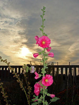 Fot. Magdalena Kowalska (z Koła FOTO-WIDEO działającego przy Gimnazjum im. Jana Pawła II w Starych Oborzyskach) Malwy – Bonikowo