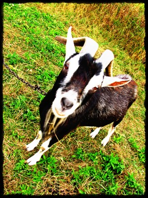 Fot. Joanna Pluta (z Koła FOTO-WIDEO działającego przy Gimnazjum im. Jana Pawła II w Starych Oborzyskach) „Mieszkanka” z ulicy Słonecznej w Kiełczewie