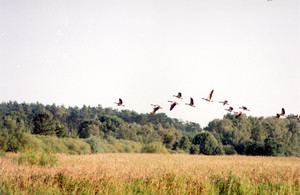 Fot. Zbigniew Przydróżny. Okolice Wonieścia