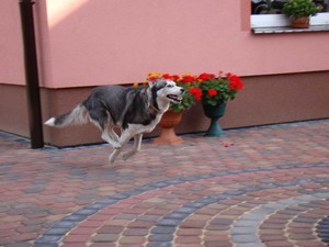 Autor Janusz Sikora. Zdjęcie przedstawia psa haskiego Sonie która właśnie biegła sprintem w stronę bramy. Zdjęcie wykonano na podwórku w Kościanie przy ul. Słowackiego