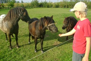 Autor: Dorota Borowiak. Zdjęcie przedstawia mojego syna Piotra, który karmi marchewkami kuce: Cygana, Franka i Kasię. Zdjęcie zrobiono przy ośrodku szkoleniowym w Gierłachowie.
