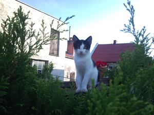 Autor: Rafał Kaźmierczak. Zdjęcia pokazują młode koty które się bawią. Zdjęcia zrobione są w ogrodzie przed domem w Nowym Luboszu.