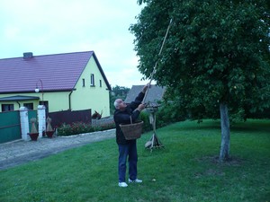 Zdjęcia zrbiła Jolanta Jobczyk. Przed posesją Pana Henryka Frąckowiaka dnia 09.09.2009 roku. Na drugim zdjęciu późnym popołudniem w swoim sadzie przed domem Pan Henryk zrywa śliwki, z których jego żona Zofia zrobi wspaniałe powidła. 