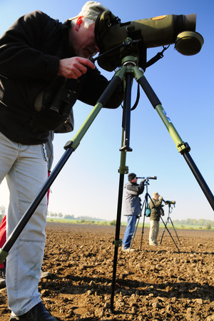 Ludzie z Ogólnopolskiego Towarzystwa Ochrony Ptaków, skrzyknięci przez grupę dyskusyjną w Internecie, przyjechali w okolice Ponina, około godziny 5-tej aby obserwować rzadkiego ptaka z Kazachstanu, który był zaobserwowany w tym roku tylko 2 razy. Ludzie obserwują ptaki przez lunety i fotografować je