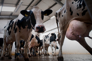 Popołudnie –  krowy „pełne mleka” na fermie bydła w Starym Tarnowie