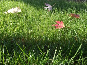 BARBARA KRETSCHMER - Kościan, trawnik przed domem, 