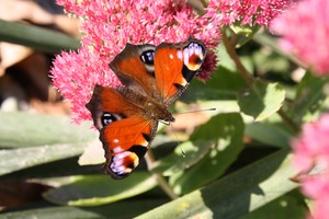 Leszek Szymański: zdjęcie przedstawia motyla 'Rusałka Pawik'.  Zostało zrobione na mojej posesji przy ul.Piaskowej w Kościanie  10.10.2010r.