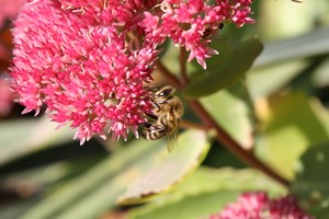 Leszek Szymański. Zdjęcie przedstawia pszczołę.  Zostało zrobione na mojej posesji przy ul.Piaskowej w Kościanie 10.10.2010r. 
