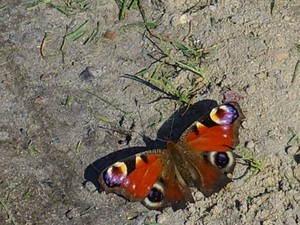 Olaf Rydzewski (5 lat) - motylek