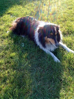 Kinga Kaźmierczak, z redakcji strony internetowej Zespołu Szkół w Jerce - zsjerka.pl - mój piesek Lassie wygrzewający się na słońcu.