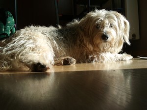 Krzysztof Ciesielski , zdjęcie wykonałem w moim domu przy ul. Szkolnej, przedstawia ono moją suczkę o imieniu 