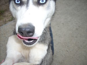 Zdjęcie wykonane przez Angelikę i Anitę Deszcz, z redakcji strony internetowej Zespołu Szkół w Jerce - zsjerka.pl: Niedzielny spacer z Korą. 