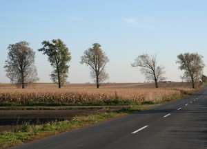 Zbigniew Przydróżny - okolice Gryżyny droga do Nielęgowa i Katarzynina. 